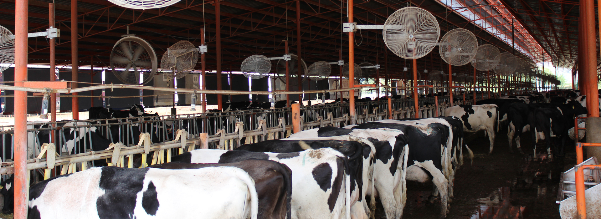 Sistemas de enfriamiento para vacas